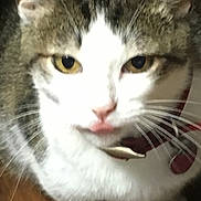 Sweet Pea joined the competition — help win amazing prizes! abyssinian, accessories, angora, animal, bodypart, cat, collar, egyptiancat, kitten, leash, manx, mouth, person, pet, siamese, strap