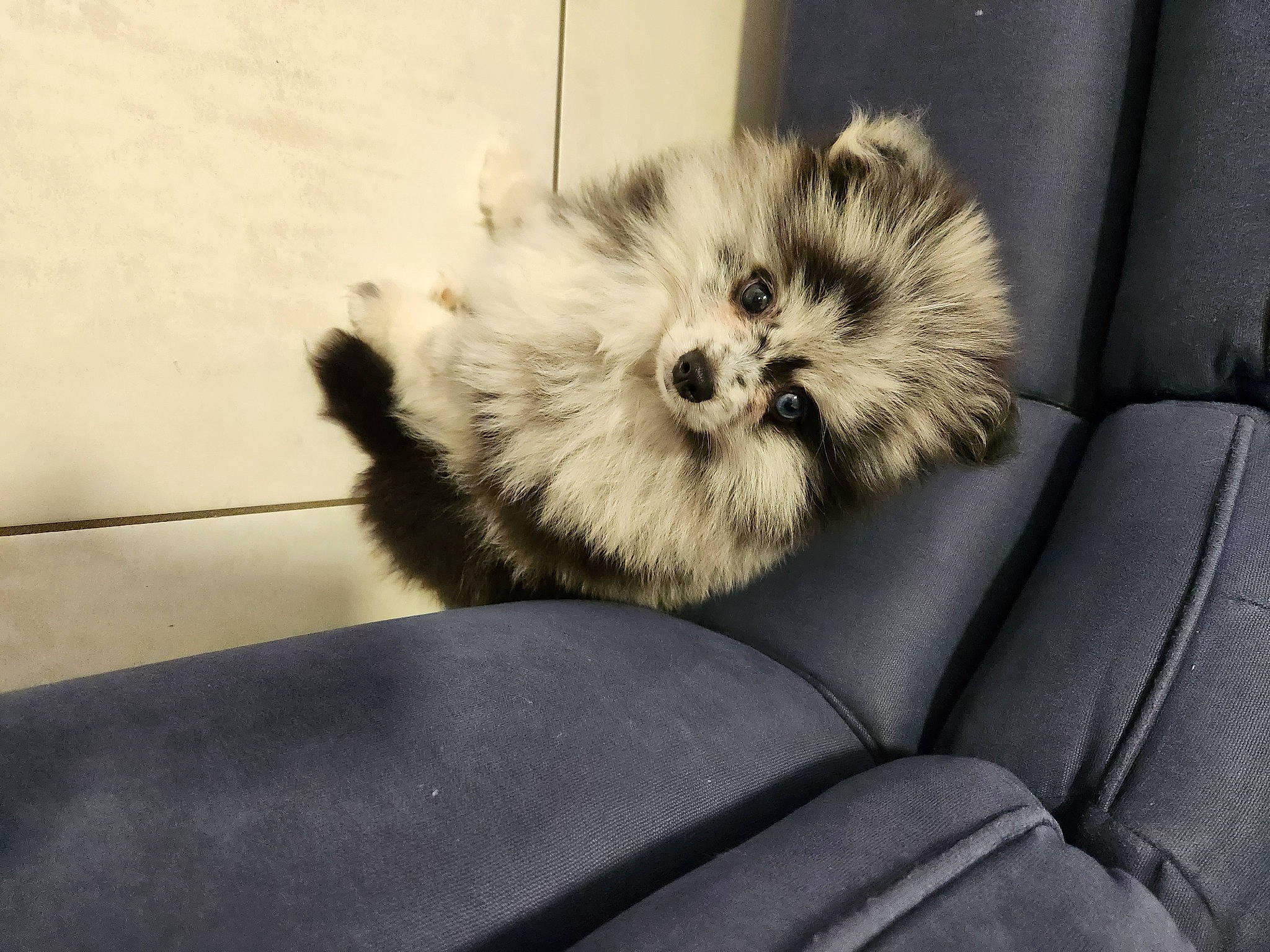 Cookie participe au concours pour gagner de l'argent avec cette photo : canidae, carnivore, chair, comfort, companion_dog, dog, dog_breed, fawn, felidae, fur, paw, puppy_love, shih_poo, small_terrier, small_to_medium_sized_cats, sporting_group, tail, terrier, toy_dog, whiskers