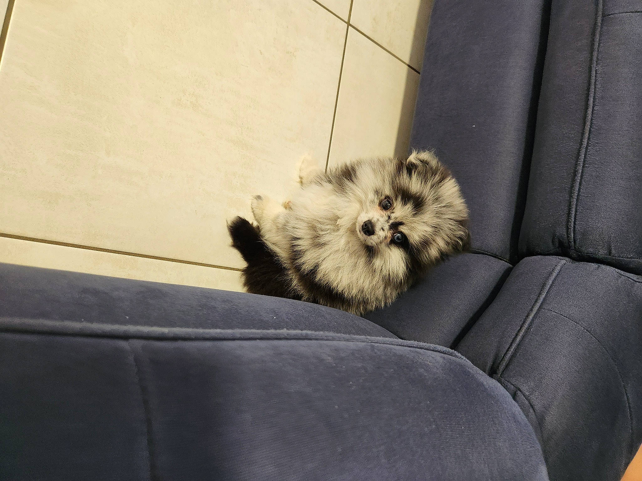 Cookie participe au concours pour gagner de l'argent avec cette photo : canidae, carnivore, chair, comfort, companion_dog, couch, dog, dog_breed, dog_supply, fawn, felidae, fur, small_terrier, small_to_medium_sized_cats, snout, sporting_group, tail, terrier, toy_dog, whiskers