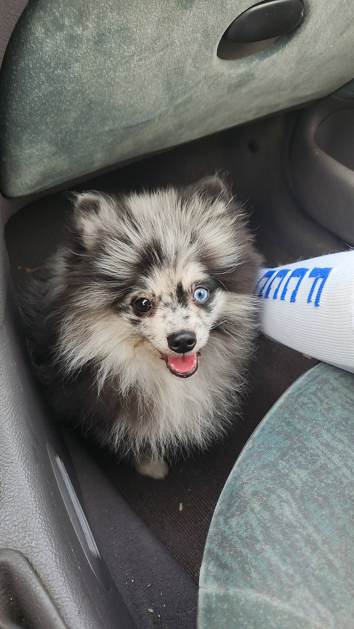 Cookie a rejoint le concours — aidez-le/la à gagner de superbes lots ! ancient_dog_breeds, canidae, canis, carnivore, companion_dog, dog, dog_breed, dog_supply, electric_blue, fur, german_spitz, procyonidae, snout, spitz, terrestrial_animal, toy_dog, whiskers