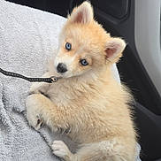 Nala a rejoint le concours — aidez-le/la à gagner de superbes lots ! puppy, dog, blue_eyes, fluffy, light_tan, leash, towel, car_interior, seat, cute, pet, animal, young_dog, looking_at_camera, domestic_animal, resting, indoor, small_dog, companion, adorable