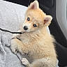 puppy, dog, blue_eyes, fluffy, light_tan, leash, towel, car_interior, seat, cute, pet, animal, young_dog, looking_at_camera, domestic_animal, resting, indoor, small_dog, companion, adorable
