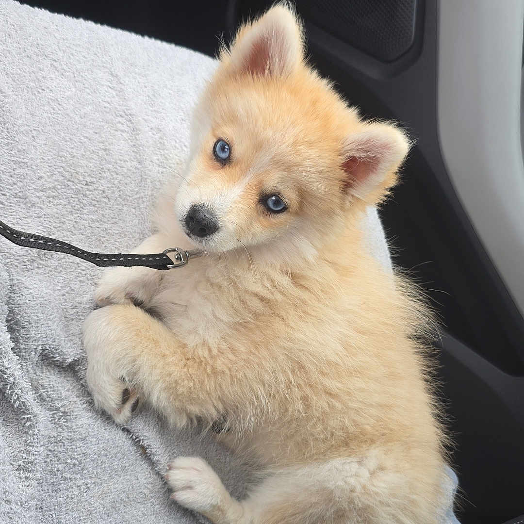 Nala a rejoint le concours — aidez-le/la à gagner de superbes lots ! puppy, dog, blue_eyes, fluffy, light_tan, leash, towel, car_interior, seat, cute, pet, animal, young_dog, looking_at_camera, domestic_animal, resting, indoor, small_dog, companion, adorable