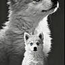 Nala participe au concours pour gagner de l'argent avec cette photo : dog, puppy, husky, blue_eyes, fluffy, portrait, black_and_white, animal, pet, studio, face, looking_up, fur, sitting, closeup, young, cute, majestic, profile, background