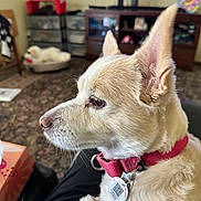 Junior joined the competition — help win amazing prizes! dog, canine, cream_fur, pink_collar, pet, animal, close_up, profile, side_view, pointed_ears, brown_eye, snout, whiskers, indoor, living_room, television, furniture, carpet, pet_tag, portrait