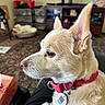 dog, canine, cream_fur, pink_collar, pet, animal, close_up, profile, side_view, pointed_ears, brown_eye, snout, whiskers, indoor, living_room, television, furniture, carpet, pet_tag, portrait