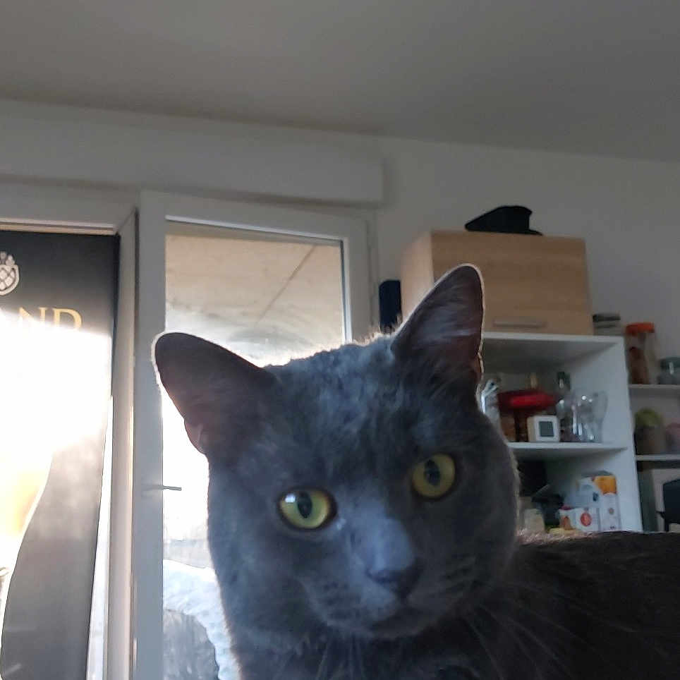 Ulky participe au concours pour gagner de l'argent avec cette photo : abyssinian, animal, architecture, blackcat, bookcase, building, cabinet, cat, computerhardware, door, furniture, indoors, interiordesign, kitten, livingroom, manx, pet, room, shelf, wood