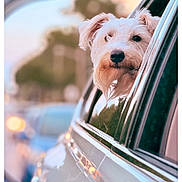 Walter is registered to the contest to win money with this photo: animal, blurred_background, canine, car, companion, curious, cute, daylight, dog, fluffy, outdoor, pet, reflection, road, side_view, transportation, travel, vehicle, white_dog, window