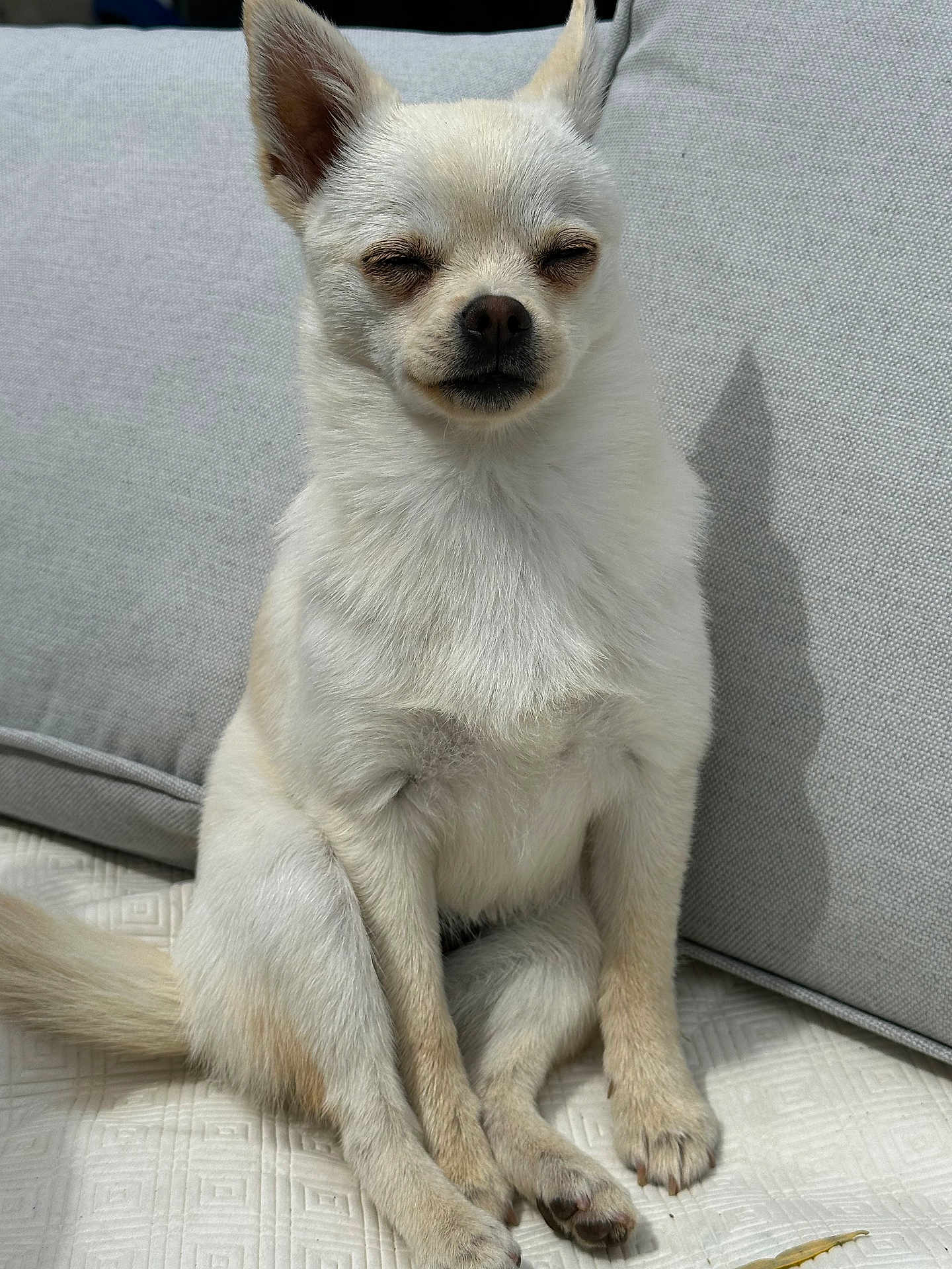 Choupette a rejoint le concours — aidez-le/la à gagner de superbes lots ! dog, white_dog, small_dog, sitting, pet, fur, cute, relaxed, sunlight, cushion, indoor, animal, portrait, canine, domestic_animal, paw, face, ears, snout, cozy