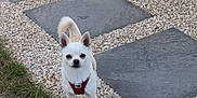 Choupette a rejoint le concours — aidez-le/la à gagner de superbes lots ! dog, small_dog, white_dog, red_harness, pebble_pathway, stone_slabs, grass, outdoor, pet, animal, alert, standing, fence, backyard, curious, daylight, canine, sidewalk, wall, nature