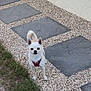 dog, small_dog, white_dog, red_harness, pebble_pathway, stone_slabs, grass, outdoor, pet, animal, alert, standing, fence, backyard, curious, daylight, canine, sidewalk, wall, nature