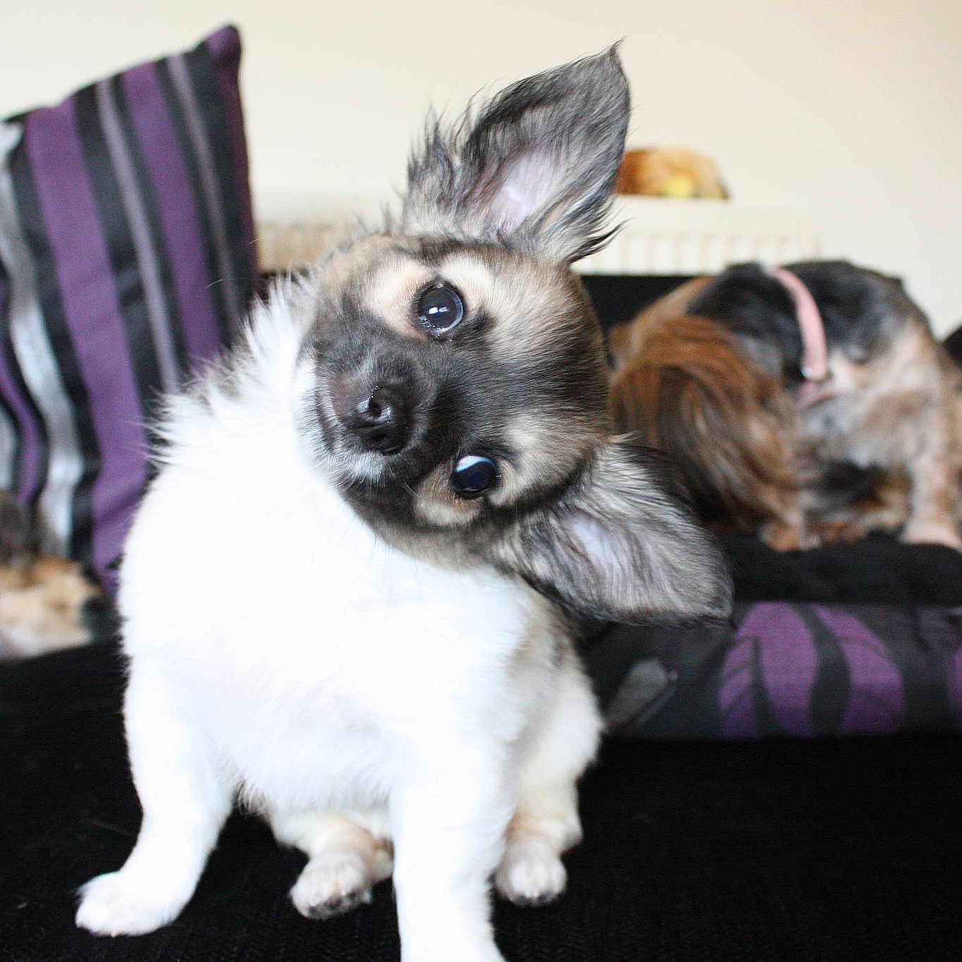 Dandelion is registered to the contest to win money with this photo: