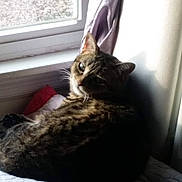 Sugar is registered to the contest to win money with this photo: cat, tabby, window, indoor, pet, animal, feline, resting, curious, fur, cozy, light, shadow, whiskers, face, ears, relaxing, bed, blanket, domestic
