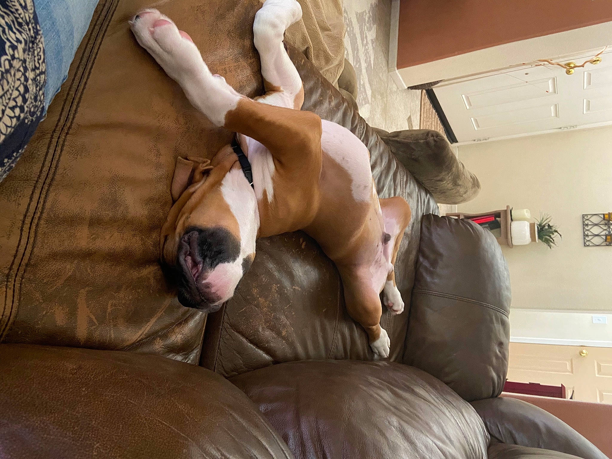 Charlie joined the competition — help win amazing prizes! canidae, carnivore, comfort, companion_dog, couch, dog, fawn, great_dane, guard_dog, leg, non_sporting_group, sporting_group