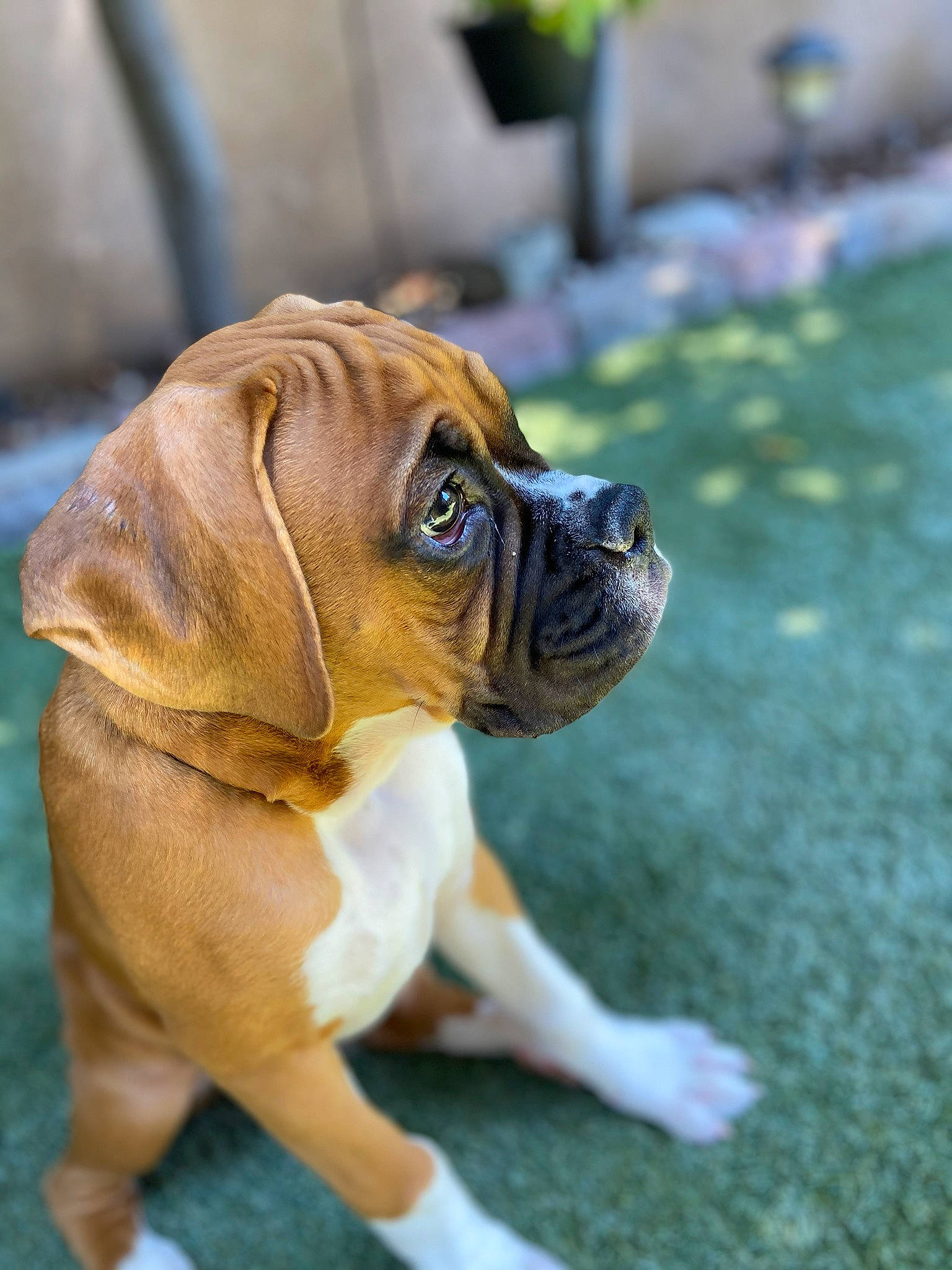 Charlie joined the competition — help win amazing prizes! boxer, british_bulldogs, bulldog, canidae, carnivore, companion_dog, dog, dog_breed, fawn, grass, mammal, non_sporting_group, old_english_bulldog, olde_english_bulldogge, puppy, rare_breed_dog, snout, sporting_group, toy_bulldog, vertebrate