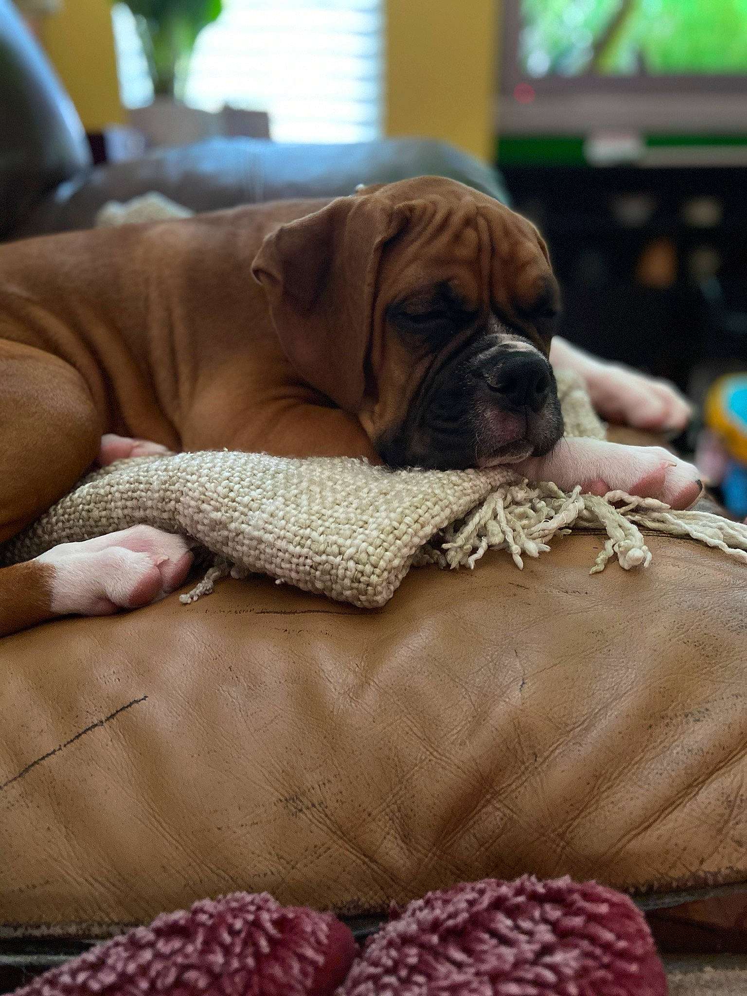 Charlie is registered to the contest to win money with this photo: boxer, bullmastiff, canidae, carnivore, companion_dog, dog, dog_breed, english_mastiff, fawn, fila_brasileiro, korean_mastiff, mammal, nap, puggle, puppy, snout, sporting_group, vertebrate, wrinkle