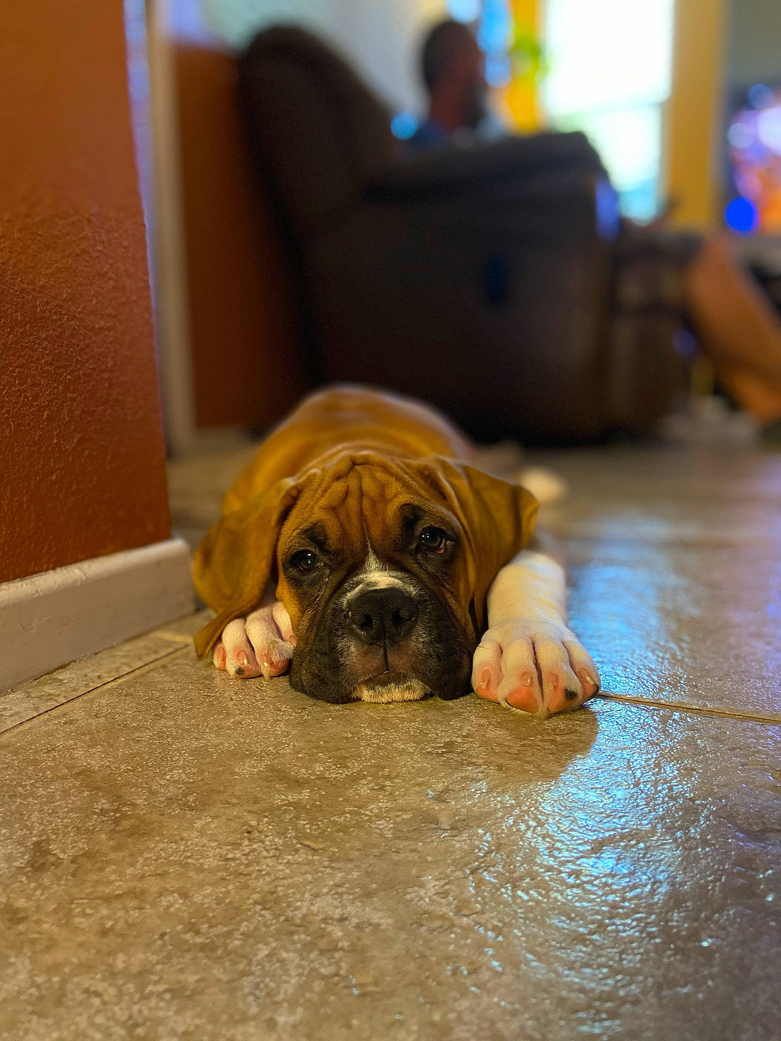 Charlie joined the competition — help win amazing prizes! boerboel, boxer, bulldog, canidae, carnivore, companion_dog, dog, dog_breed, fawn, floor, mammal, non_sporting_group, old_english_bulldog, olde_english_bulldogge, puppy, rare_breed_dog, skin, snout, sporting_group, vertebrate