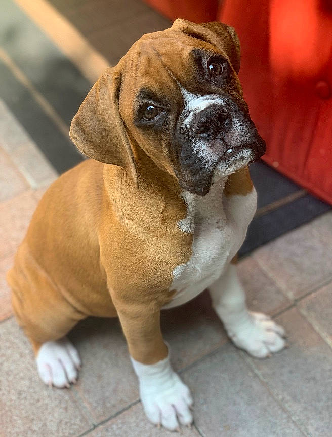 Charlie is registered to the contest to win money with this photo: ancient_dog_breeds, boerboel, boxer, bulldog, canidae, carnivore, companion_dog, dog, dog_breed, fawn, mammal, non_sporting_group, old_english_bulldog, puppy, rare_breed_dog, snout, sporting_group, toy_bulldog, valley_bulldog, vertebrate