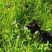 Midnight joined the competition — help win amazing prizes! animal, black_cat, butterfly, closeup, clover, curious, daylight, feline, flowers, grass, greenery, insect, nature, outdoor, pet, plant, serene, summer, sunlight, wildlife