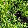 animal, black_cat, butterfly, closeup, clover, curious, daylight, feline, flowers, grass, greenery, insect, nature, outdoor, pet, plant, serene, summer, sunlight, wildlife