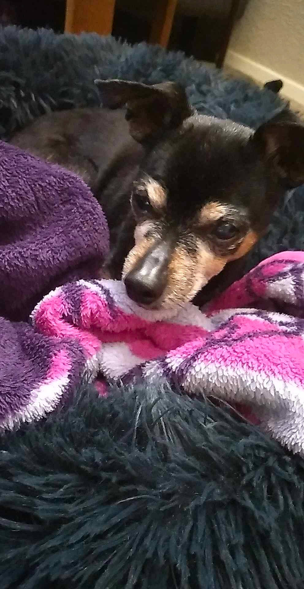Sookie joined the competition — help win amazing prizes! bed, blanket, canidae, carnivore, comfort, companion_dog, corgi_chihuahua, dog, dog_breed, fawn, fur, linens, magenta, nap, paw, purple, sporting_group, terrestrial_animal, toy_dog, whiskers
