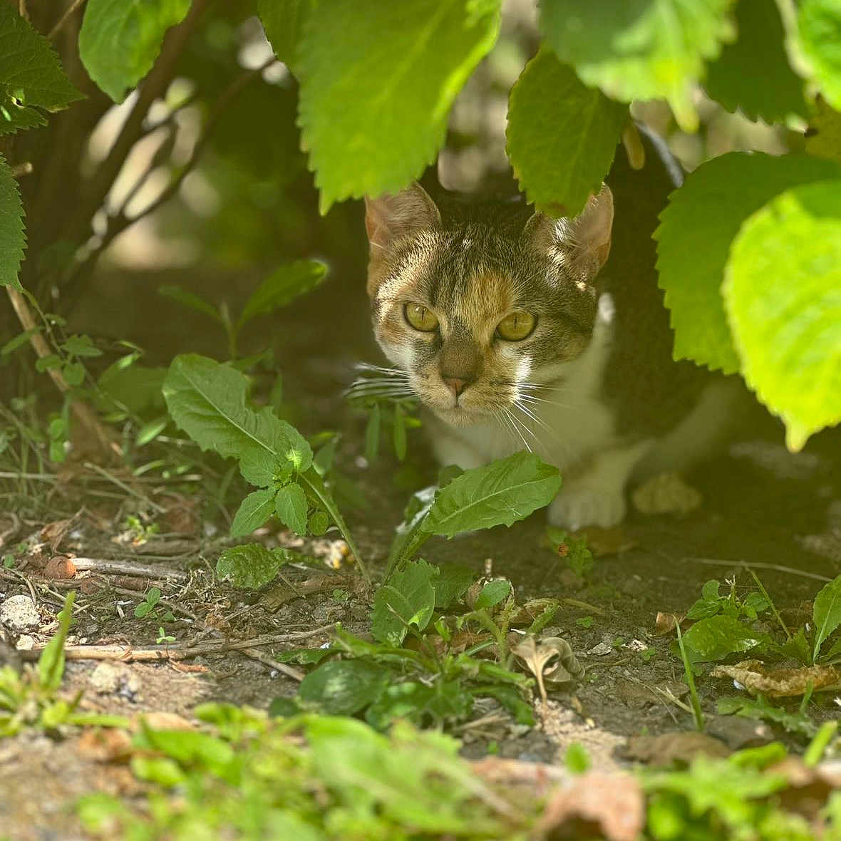 Praline participe au concours pour gagner de l'argent avec cette photo : animal, bush, camouflage, cat, closeup, curious, eyes, feline, greenery, ground, leaves, mammal, nature, outdoor, pet, plants, shadow, sunlight, whiskers, wildlife