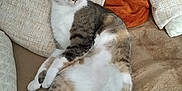 Praline a rejoint le concours — aidez-le/la à gagner de superbes lots ! cat, tabby, couch, pillows, blanket, relaxed, indoor, pet, feline, fur, whiskers, tail, cozy, resting, domestic_animal, animal, soft, comfort, home, lounging