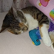 Praline a rejoint le concours — aidez-le/la à gagner de superbes lots ! cat, sleeping, plush_toy, blue_toy, pillow, rainbow, cute, cozy, indoor, curtains, stars, animal, pet, feline, resting, soft, cuddly, brown_tabby, white_paws, comfort