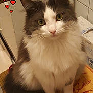 Michette participe au concours pour gagner de l'argent avec cette photo : box, british_longhair, carnivore, cat, claw, domestic_short_haired_cat, fawn, felidae, flooring, fur, hardwood, paw, small_to_medium_sized_cats, snout, tail, terrestrial_animal, whiskers