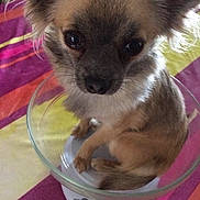 Princesse a rejoint le concours — aidez-le/la à gagner de superbes lots ! carnivoran, chihuahua, companion_dog, dog, dog_breed, dog_breed_group, dog_like_mammal, fawn, puppy, snout, toy_dog