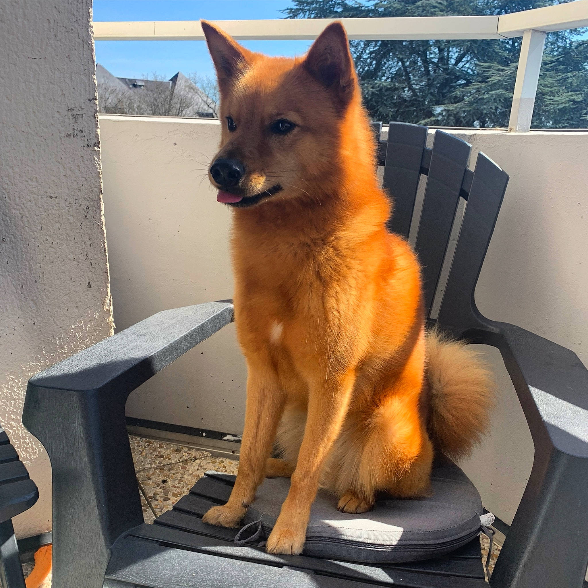 Pyke a rejoint le concours — aidez-le/la à gagner de superbes lots ! canidae, canis, carnivore, collar, companion_dog, dog, dog_breed, dog_supply, fawn, fur, non_sporting_group, sky, snout, spitz, sporting_group, tail, tree, window, working_animal, working_dog