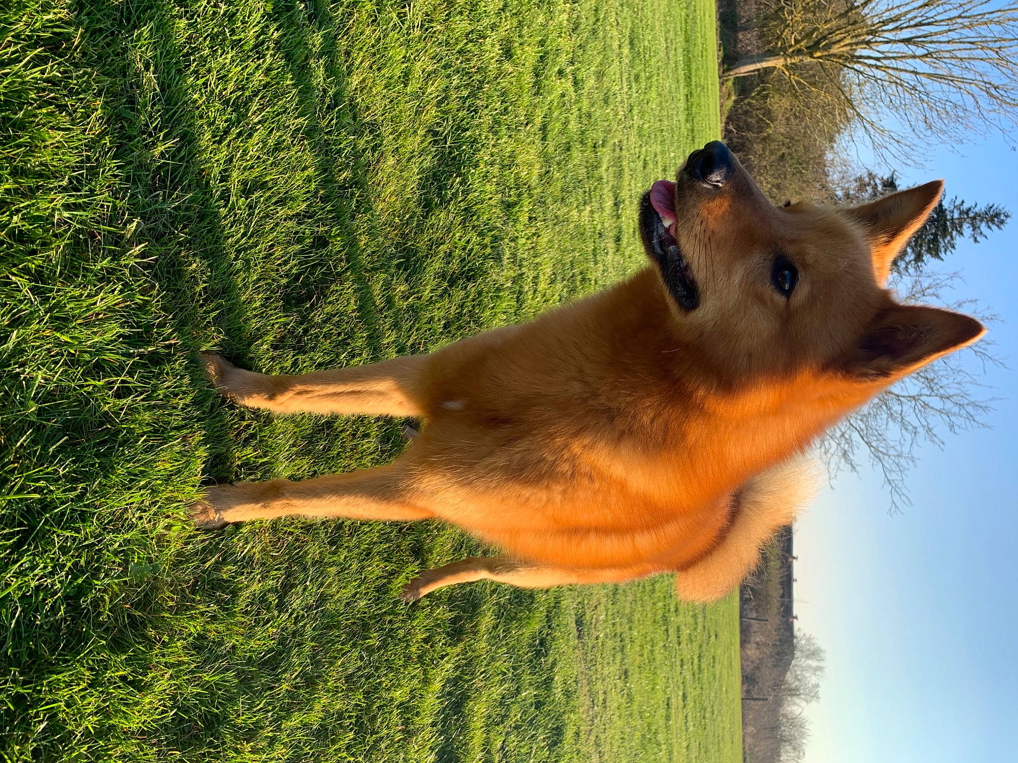 Pyke participe au concours pour gagner de l'argent avec cette photo : canidae, carnivore, collar, companion_dog, dog, dog_breed, fawn, fox, grass, plant, sky, sporting_group, sunglasses, tail, terrestrial_animal, tree, trunk, wildlife, window, wood