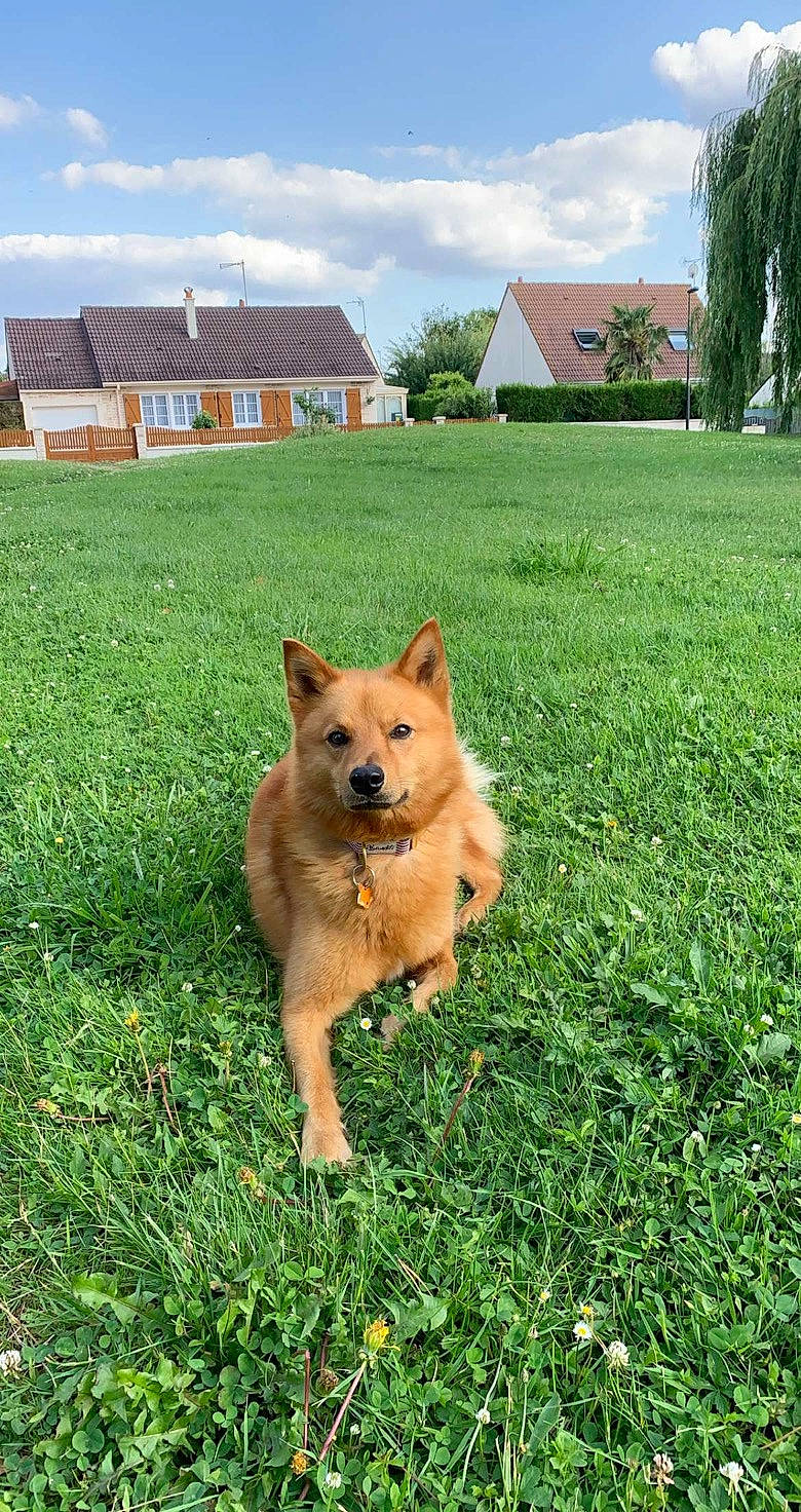 Pyke participe au concours pour gagner de l'argent avec cette photo : australian_cattle_dog, carnivore, cloud, collar, companion_dog, dog, dog_breed, fawn, garden_hose, grass, groundcover, house, land_lot, lawn, plant, sky, sporting_group, tail, tree, window