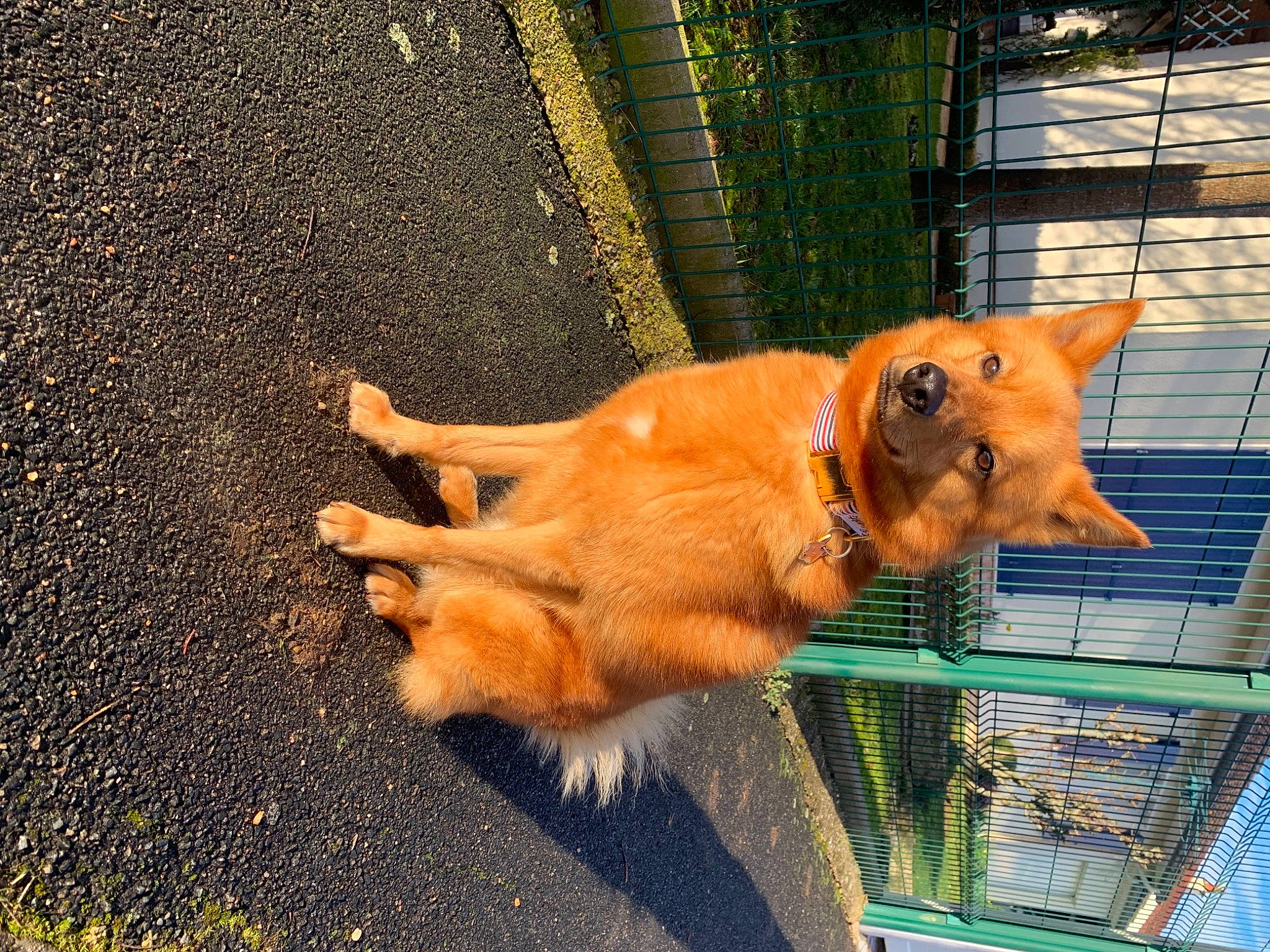 Pyke a rejoint le concours — aidez-le/la à gagner de superbes lots ! asphalt, carnivore, companion_dog, dog, dog_breed, dog_supply, fawn, felidae, grass, liver, pet_supply, road_surface, snout, sporting_group, tail, tar, whiskers, window, wood, working_animal