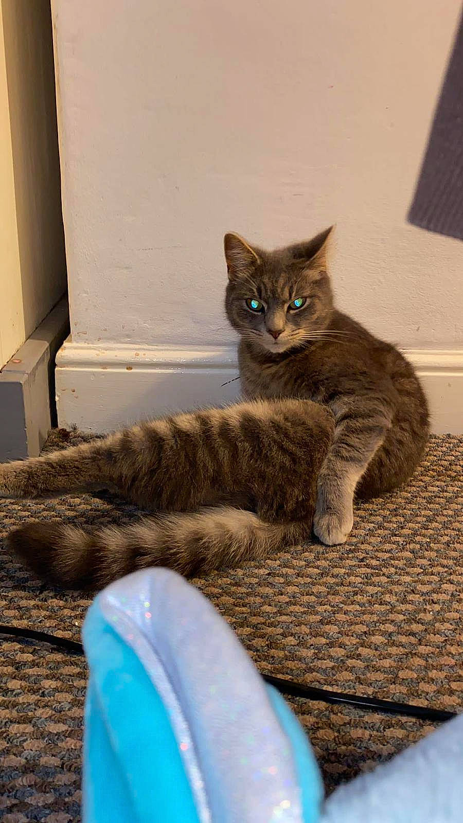 Kion is registered to the contest to win money with this photo: blue, carnivore, cat, claw, domestic_short_haired_cat, door, felidae, flooring, fur, grey, mammal, paw, sitting, small_to_medium_sized_cats, snout, tail, vertebrate, whiskers, window, wood