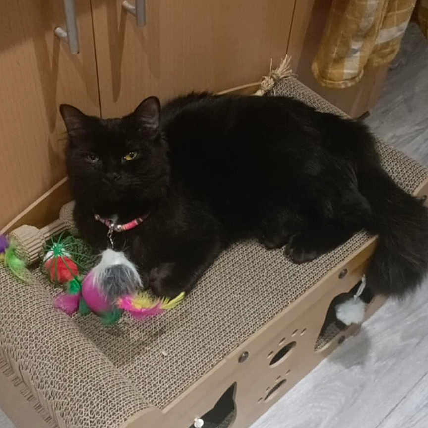 Talia participe au concours pour gagner de l'argent avec cette photo : animal, architecture, baggage, basket, blackcat, box, building, cabinet, canine, cat, dog, drawer, furniture, indoors, interiordesign, kitten, livingroom, pet, suitcase, wood
