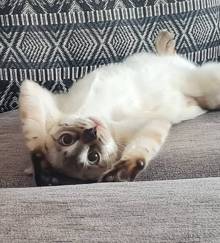 Gem joined the competition — help win amazing prizes! canidae, carnivore, cat, comfort, companion_dog, dog_breed, eye, fawn, felidae, fur, grey, nap, paw, small_to_medium_sized_cats, snout, sporting_group, tail, toy_dog, whiskers, working_animal