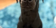 Whiskey is registered to the contest to win money with this photo: dog, black_dog, pet, animal, indoor, blue_rug, curious, close_up, portrait, canine, looking, sitting, blurred_background, floor, fur, ears, nose, eyes, domestic, companion