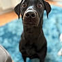 dog, black_dog, pet, animal, indoor, blue_rug, curious, close_up, portrait, canine, looking, sitting, blurred_background, floor, fur, ears, nose, eyes, domestic, companion