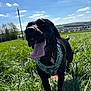 Whiskey joined the competition — help win amazing prizes! dog, black_dog, tongue, grass, field, outdoor, sunny, blue_sky, clouds, happy, running, pet, animal, nature, collar, daylight, landscape, canine, playful, summer