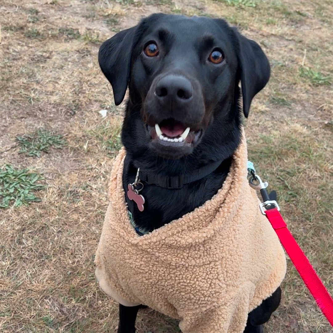 Whiskey joined the competition — help win amazing prizes! animal, black_dog, canine, collar, cute, daytime, dog, fleece, friendly, grass, happy, jacket, leash, mammal, nature, outdoor, pet, playful, sitting, tag