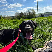 Whiskey joined the competition — help win amazing prizes! dog, black_dog, grass, leash, tongue_out, outdoor, sunny_day, blue_sky, clouds, field, trees, sneaker, footwear, nature, pet, canine, happy, animal, daylight, landscape