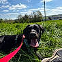 dog, black_dog, grass, leash, tongue_out, outdoor, sunny_day, blue_sky, clouds, field, trees, sneaker, footwear, nature, pet, canine, happy, animal, daylight, landscape