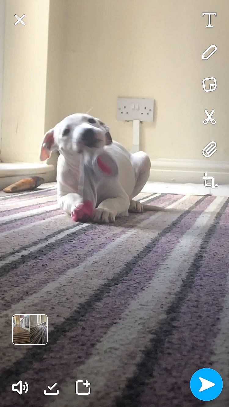 Bailey joined the competition — help win amazing prizes! bulldog, canidae, carnivore, companion_dog, dog, dog_breed, fawn, floor, flooring, french_bulldog, laminate_flooring, non_sporting_group, pug, puppy, snout, toy_dog