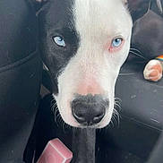 Huckleberry is registered to the contest to win money with this photo: dog, black_and_white, blue_eyes, car_interior, seat, pet, animal, curious, close_up, portrait, floor, object, pink_box, phone, paw, fur, ears, vehicle, travel, companion