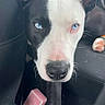 animal, black_and_white, blue_eyes, car_interior, close_up, companion, curious, dog, ears, floor, fur, object, paw, pet, phone, pink_box, portrait, seat, travel, vehicle