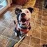 Huckleberry joined the competition — help win amazing prizes! dog, happy, smiling, orange_harness, leash, black_and_white, indoor, kitchen, tiled_floor, pet, canine, sitting, excited, looking_up, domestic, animal, floor, collar, playful, cute