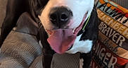 Huckleberry joined the competition — help win amazing prizes! dog, black_and_white, tongue_out, couch, indoor, pet, happy, playful, pillow, striped, canine, smiling, ears_up, living_room, fur, close_up, animal, cute, friendly, companion