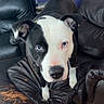 Huckleberry is registered to the contest to win money with this photo: dog, black_and_white, blue_eyes, leather_chair, recliner, indoor, living_room, furniture, flooring, wood_floor, pet, canine, curious, animal, close_up, portrait, household, domestic, ears, snout
