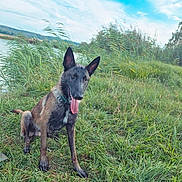 Adès participe au concours pour gagner de l'argent avec cette photo : dog, belgian_malinois, pet, animal, sitting, panting, tongue, pointed_ears, collar, grass, tall_grass, reeds, riverside, lake, hills, outdoors, nature, blue_sky, yellow_ball, landscape